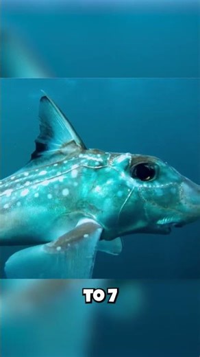 This Fish Has Only ONE Gill Hole?! 🤯