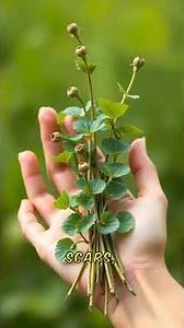 Why People Love the Gotu Kola Herb