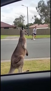 Unexpected Kangaroo Meeting! A jogger gets a surprise from a curious kangaroo! #fblifestyle #AI Generated using Kling AI . . . (For entertainment purposes only. Consult professionals if guidance on activities is presented. No brand affiliation is implied if any are shown. If inspired by true events, creative adaptations may be included. Content may include public footage.) | Fabiosa Better World