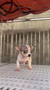 Chihuahua merle female apple head #chihuahua #merle #appleheadchihuahua | Jzon Petshop