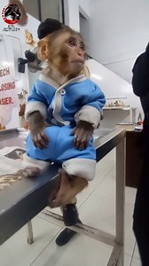 Today, at RPK Animal Hospital, we had a special case: a 7-month-old monkey was brought in with symptoms of vomiting and fever. Our team immediately took action, providing the monkey with the necessary medical attention. The doctor conducted a thorough examination and ran a complete CBC (Complete Blood Count) to determine the cause of the illness. After starting the treatment, we saw quick improvements, and now the little one is in much better condition, slowly but surely on the road to recovery.