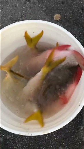 March Mutton Snapper Madness (FL Keys Bridge Fishing)