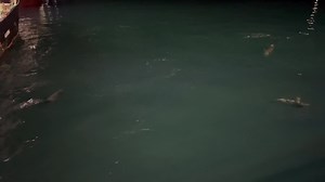 11K views · 116 reactions | NorthLink Ferries on Reels | Facebook