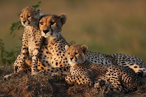 Four Asiatic cheetahs spotted in central Iran ( VIDEO)