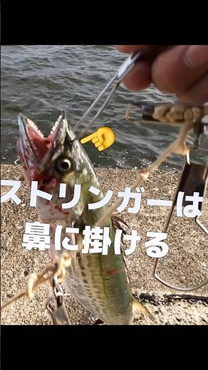 サゴシのストリンガーの使い方 #サゴシ#ストリンガー#血抜き#美味しい#釣果#夢フィッシング#shorts #ショート