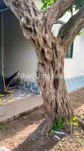 Buổi sáng vui vẻ ! Mời xem gốc nhãn thật tuyệt vời ! Chúc bạn ngày mới bình an và hạnh phúc
