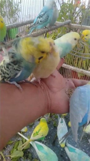 Färger och ljus i nordisk balans 🌈❄️ #nordiskt #balans #fåglar