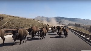 Herd Of Bison Stir Up Dust Stampeding Across Bridge At Yellowstone National Park