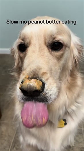 Enjoy this video of my dog in slow motion eating peanut butter lol #goldenretriever #goldenretrieverlife #dog #dogsoftiktok #dogs
