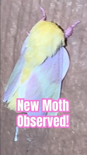 New Moth Observed! Pink and Yellow - Rosy Maple