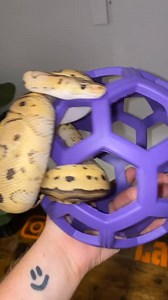 Corkscrew with a ball. If you’re interested in getting one of those affiliate link below ⬇️ https://amzn.to/40dJMrl (Amazon link, gotta copy and paste) #ballpython #ballpythons #ballpythonmorphs #royal Python #ballpythonsofinstagram #python #pythons #snake #snakes #snek #reptile #reptiles #reptilesofinstagram #reptilelover #reptilekeeper #pet #pets #daily #instagram #tiktok #reels #cute #fun #happy #ballpythonsoftiktok #boise #idaho | Black Lake Reptiles