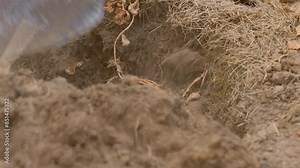 Close-up of digging up potatoes in the vegetable garden. Ripe root vegetables in the soil Stock Video