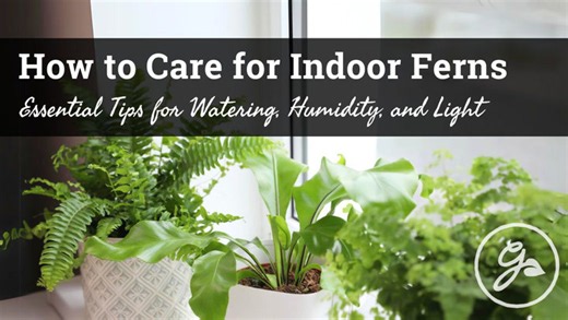 How to care for indoor ferns