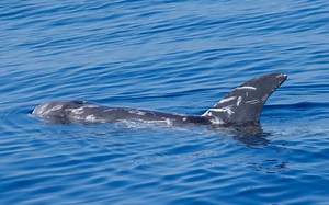 L'armée de Poutine peut-elle vraiment entraîner des dauphins pour des "missions commandos"? On a demandé à Marineland