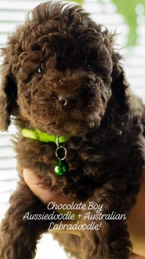 Mini Aussiedoodle plus Australian Labradoodle Boy - 4 months old! Potty trained! Call Barbara 360-448-1477 -Dreamydoodles.com #Puppy #Chocolate #Dreamydoodles #dreamydoodle #australianlabradoodle #aussiedoodle | DreamyDoodles Northwest