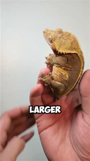 Crazy Lizard Transformation #shorts #animals #cute #pets #story