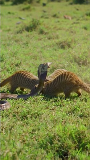 "Mongoose vs Cobra! | Epic Fight for Survival" #animal #wildlifeentertainment #snake