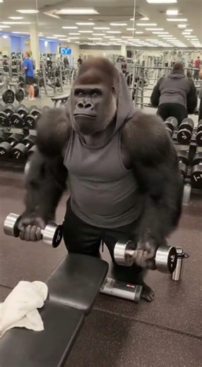 gorilla lifting dumbbells