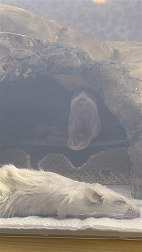 SHENRON | Fire Ball / Royal Python | #feeding #short 🐉🎬 (02.10.25)