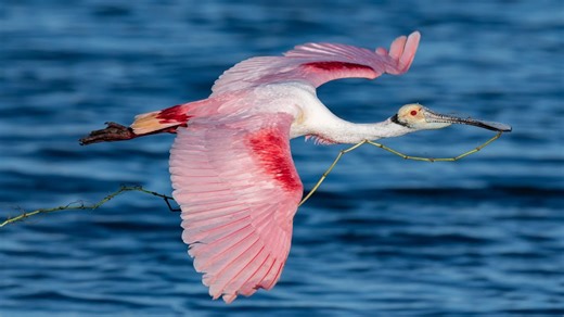 Incredible Roseate Spoonbill Bird in Flight Photography with Nikon D850 and D500