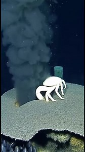 Cigarettes in the sea Is he smoking or dead? 😂😂 #DeepSea #VentCrab #HydrothermalVent #BlackSmoker #DeepSeaCreatures #OceanSecrets #SeaLife #OceanFacts | Deep Ocean World