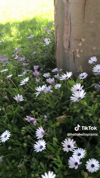 Discover Low Maintenance Plants for Effortless Gardening