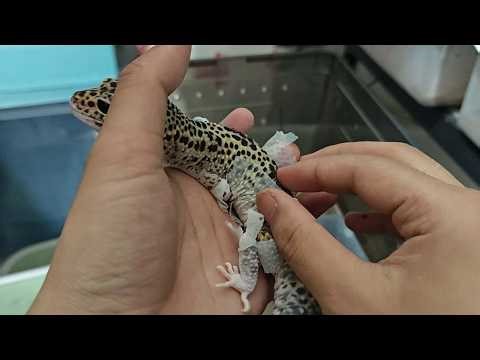 ASMR Deeply Satisfying Lizard Stuck Shed Removal | Lizard Skin Peeling