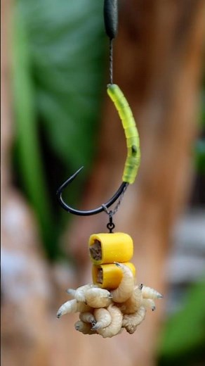 TIP Your Baits 🌽 With Naturals 🐛 This Autumn 🍂— Carp Love IT! 😍 #carpfishing #fishing #carprigs