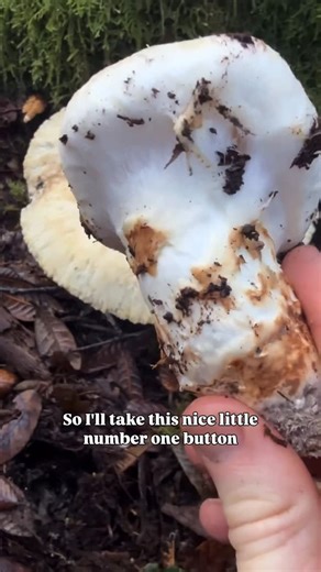 Dr. Fun Guy (Gordon Walker) on Instagram: "Dispatches from the Sonoma coast, rainy day of foraging for #Matsutake #Tricholomamurillianum and #BlackTrumpets #Craterelluscalicornucopiodies. . Both of these are mycorrhizal species that associate with tan oaks (Notholithocarpus densiflorus), which aren’t actually oaks but instead members of the beech family (Fagaceae). . Matsutake have a unique chemical spicy floral seafood aroma with dense squeaky texture. Small buttons with an unopened veiled are 