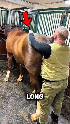 Do horses actually need massages before a race? #horse #animals #shorts