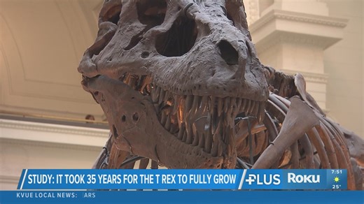 Study shows it took more than 30 years for T. rex to reach full size