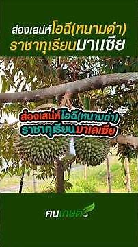 ทุเรียนโอฉี (หนามดำ) #ฅนเกษตร #ปลูกทุเรียน #ทุเรียนโอฉี #ทุเรียนหนามดำ #ทุเรียนมาเลย์