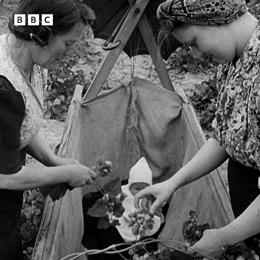 1.8M views · 24K reactions | In 1948, Newsreel reported on the late-summer tradition of Londoners going 'hopping' in Kent, cultivating that most essential ingredient in the production of beer. You can read more about Hop Picking here: https://www.bbc.co.uk/articles/c0rwk2wrrr9o | BBC Archive | Facebook