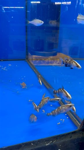 They won’t stay small forever. We really enjoy watching these juvenile Barramundi feed on pellets and live black worms! Available in store now!!! | Fantasea Aquariums and Terrariums