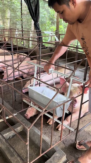 Effective Pig Feeders for Modern Piggeries