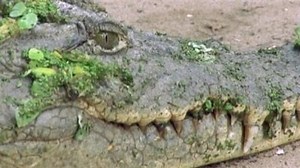 Watch Destination Truth Season 2 Episode 13 - Ninki Nanka/Kikiyaon