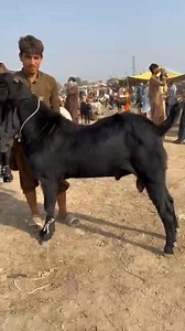 0318-2484-101 #gaotsfarming #goats | Beetal Goats Farm