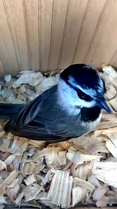 47K views · 1.1K reactions | New for this year, a Mountain Chickadee. But will she nest? 殺樂 #wildlife #birdwatching #nature #birdhouse #birds | Nest Box Live | Facebook