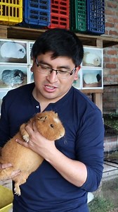 Cuy tipo Catro😍 | Robert Mark