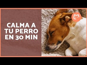 Música relajante para perros 🐶 30 minutos para dormir, reducir la ansiedad y descansar