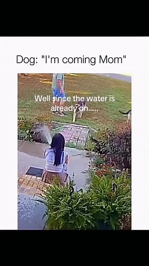 Hilarious Dog Moments That Will Make You Laugh
