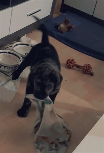 Playtime 🧸 Alfred kann alles gebrauchen, die ersten Tage musste mal wirklich aufpassen, dass er das kauen auf seine Spielzeuge beschränkt & nicht die Pflanzen, sowie die Möbel. Er ist jetzt seit einer Woche bei uns, das Video war von seinem 2 Tag. 🎉 Alfred ist immer für einen Spaß zu haben, als er mit dem Geschirrtuch ganz stolz um die Ecke kam, musste man erstmal lachen 😆 #fy #puppy #welpe #welpenalltag #aussiedor #australianshepherd #funnydog #cuteness #babylove #happy #playtogether #playti