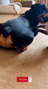 When your nap gets violently interrupted 💨😾😂 The cat did NOT sign up for this! #CatVsDog #PetDrama #FartAttack #AngryCat #DogProblems #CatLife #PetHumor #FunnyPets #AmericanPets #ViralPetVideo #ComedyPets #CatRevenge #DogFart #RelatablePets | Gaming Paradise