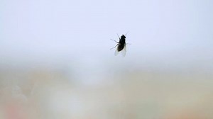 Six-legged robots faster than nature-inspired gait