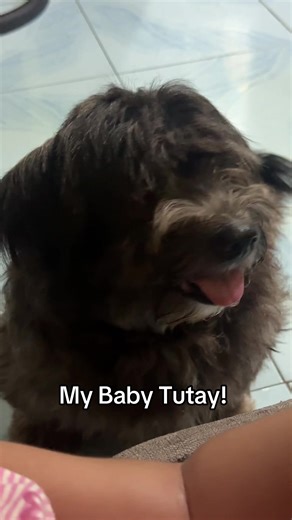 Meet Tutay! Half maltese and lhasa apso. Mag 5 years old na siya sa May 7. Mahilig mangalabit at magpabebe 😆 #petdog #doglover #maltese #crossbreeddog #fypシ゚viral