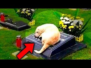 Dog refuses to leave strangers' grave When police open the grave, they are paralyzed