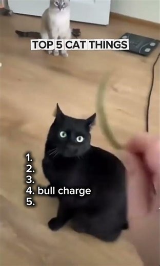 funny cat videos #cat #memes #cute #music #funny #pokemon #comedy