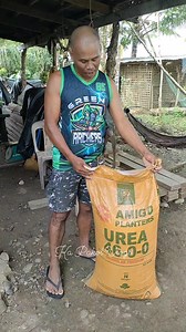 Pataba o abono nga Gina gamit ko sa Akon saging #KaPakol | Ka Pakol Vlogs