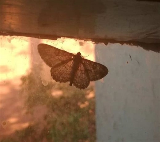 Minecraft Horror Mods - İM FARTİNG Moments