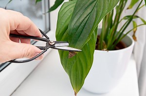 Person cut away houseplant Spathiphyllum commonly known as spath or...